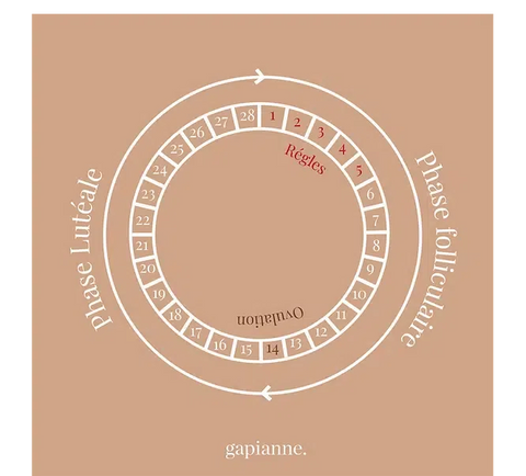 4 phases du cycle menstruel schema