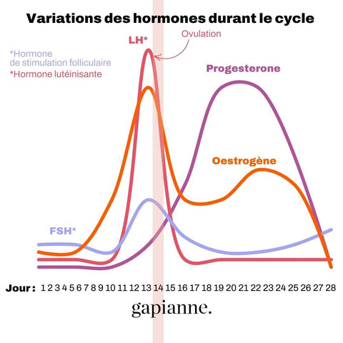 Schéma hormones et cycles menstruels