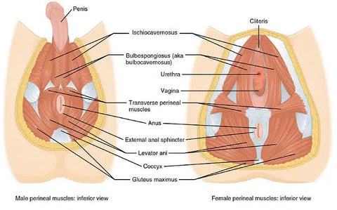 male female perineum diagram