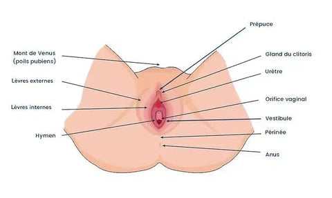 Schéma Vagin femme