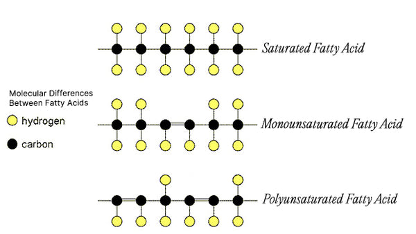 A diagram showing the molecular differences between saturated, monounsaturated and polyunsaturated fatty acids. The diagram shows the hydrogen and carbon composition of each.