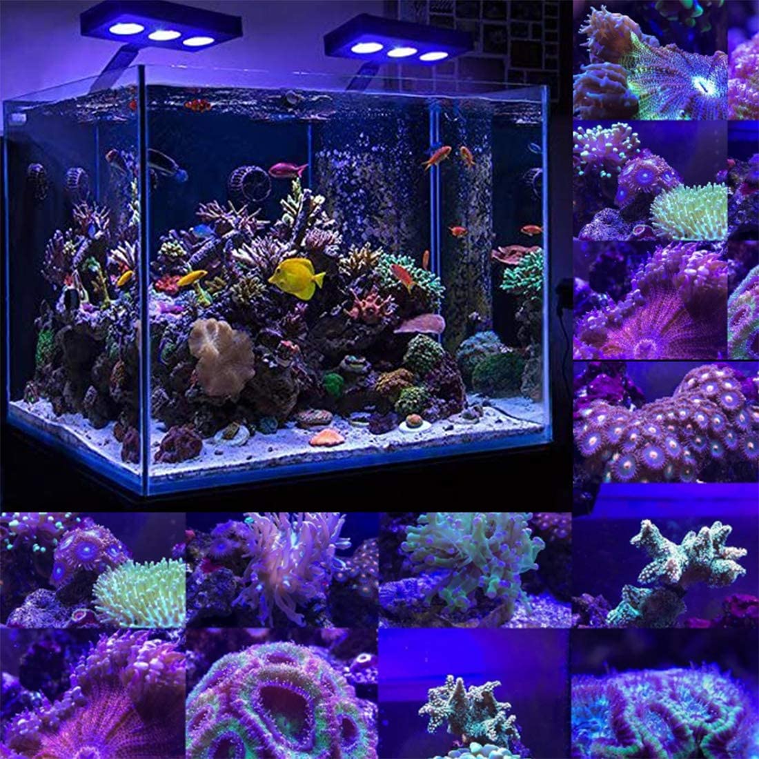 marine reef led lights