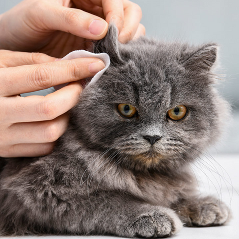 Ögonrengöring för husdjur - Hälsa för din hund och katt.