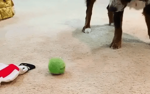 Smart Hundboll