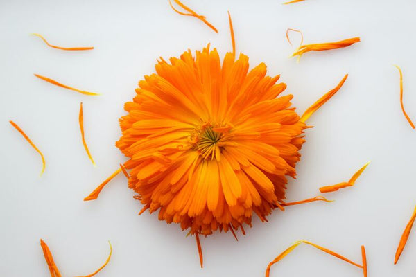 Fleur de Calendula