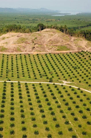 Déforestation huile de palme