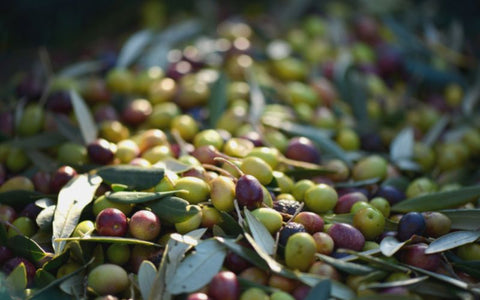 Olives bio monovarietale 