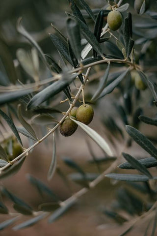 Olives bio monovarietale