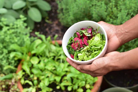 grow garden fresh healthy salad from seeds