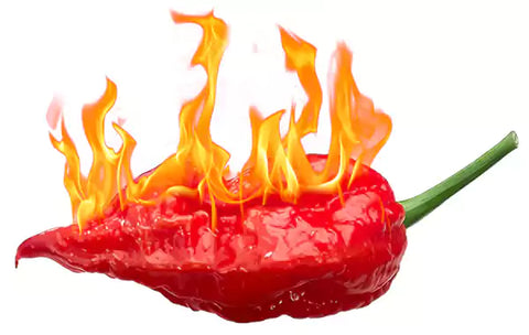 Bhut jolokia, ghost pepper, hottest pepper