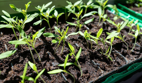 organic garden pro tray for seedlings