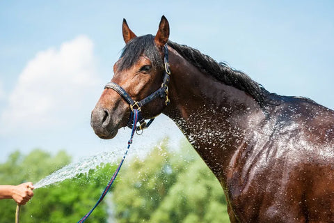 Horse sprayed with water