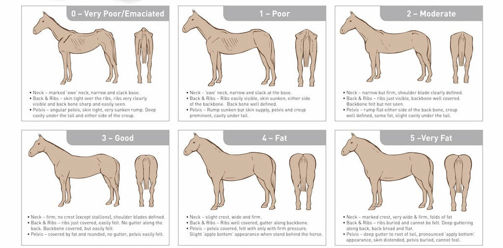 Horse weight diagram