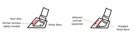 laminitis diagram 