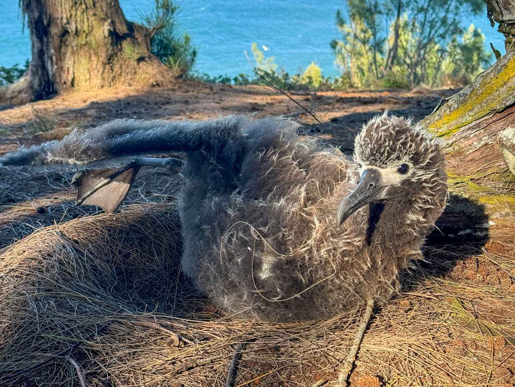 laysan albatross chick kauai