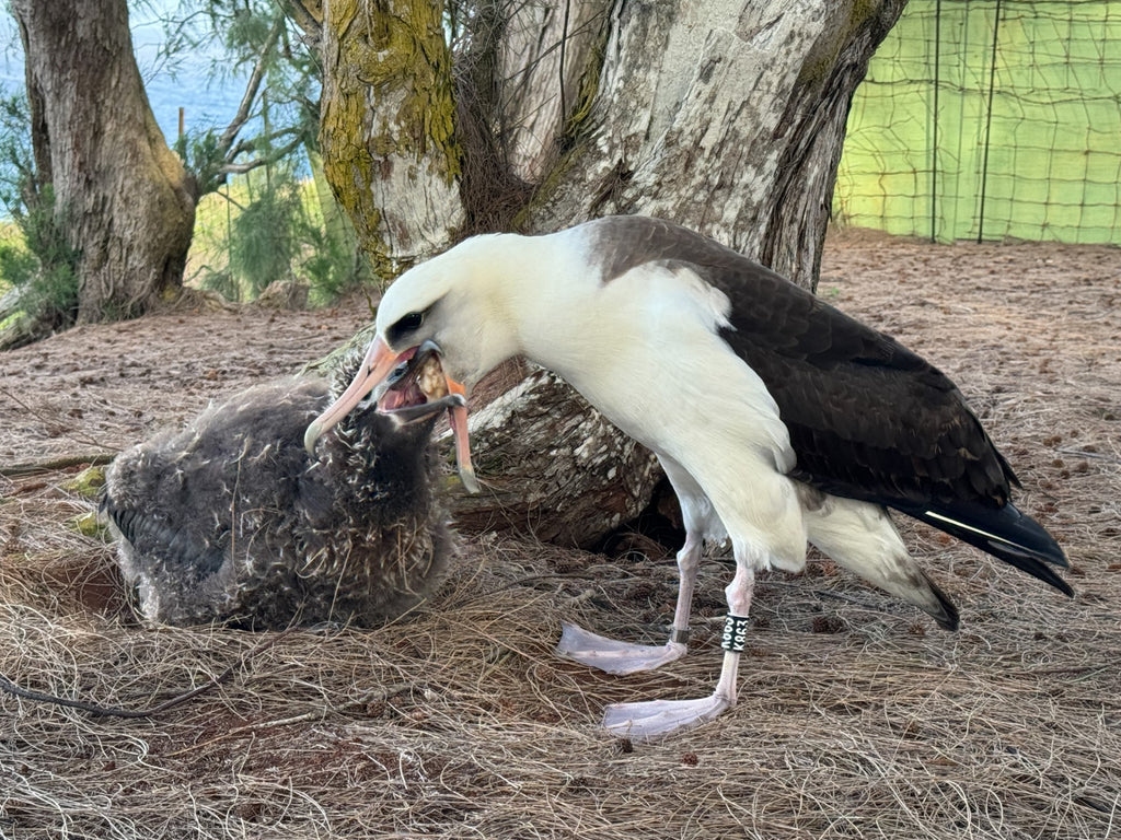 laysan albatross chick being fed by parent