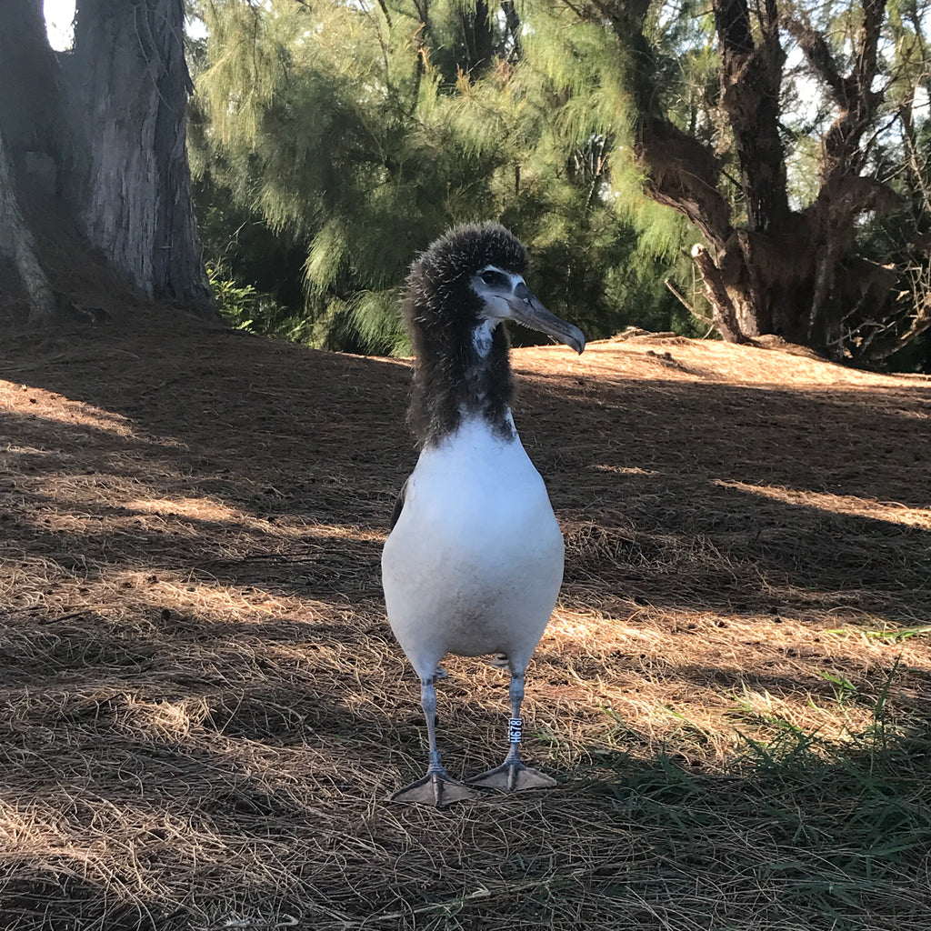 laysan albatross chick kauai