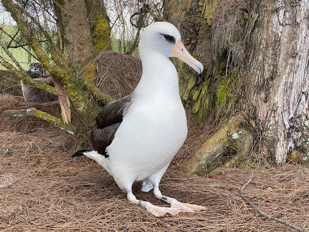 laysan albatross seabird kauai