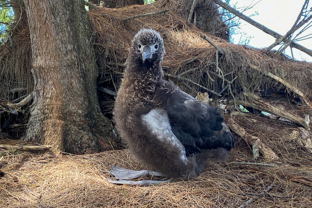 Meet Lucky our albatross chick superstar