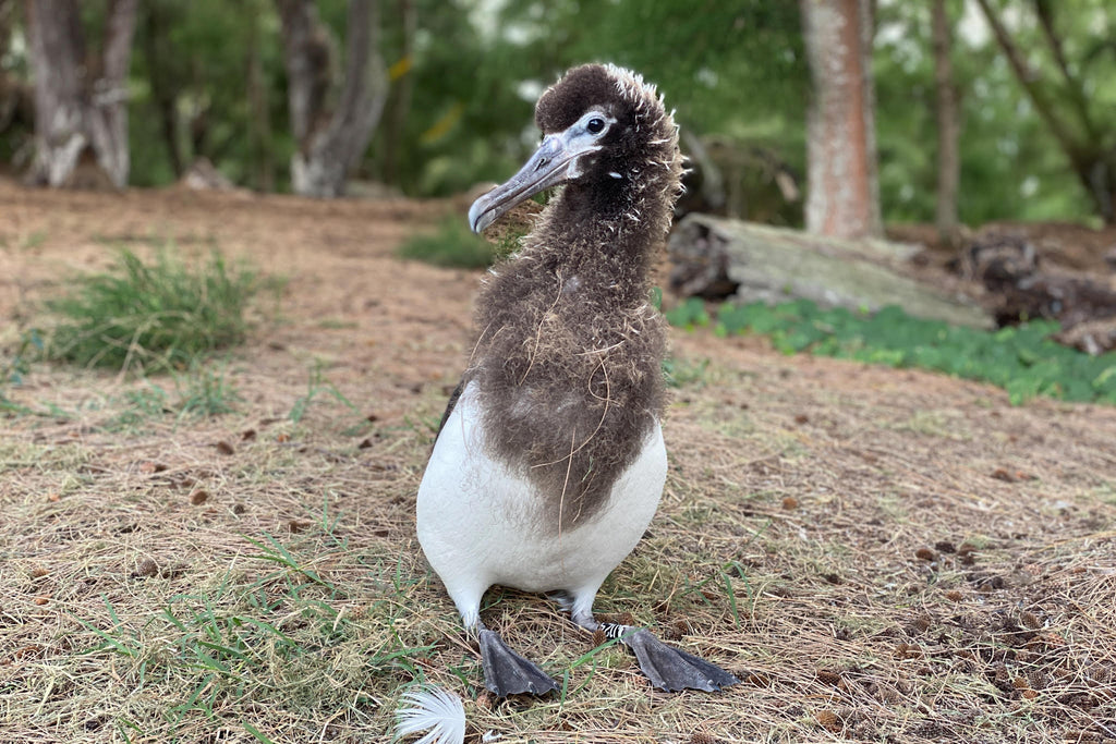 Lucky albatross superstar noni farm