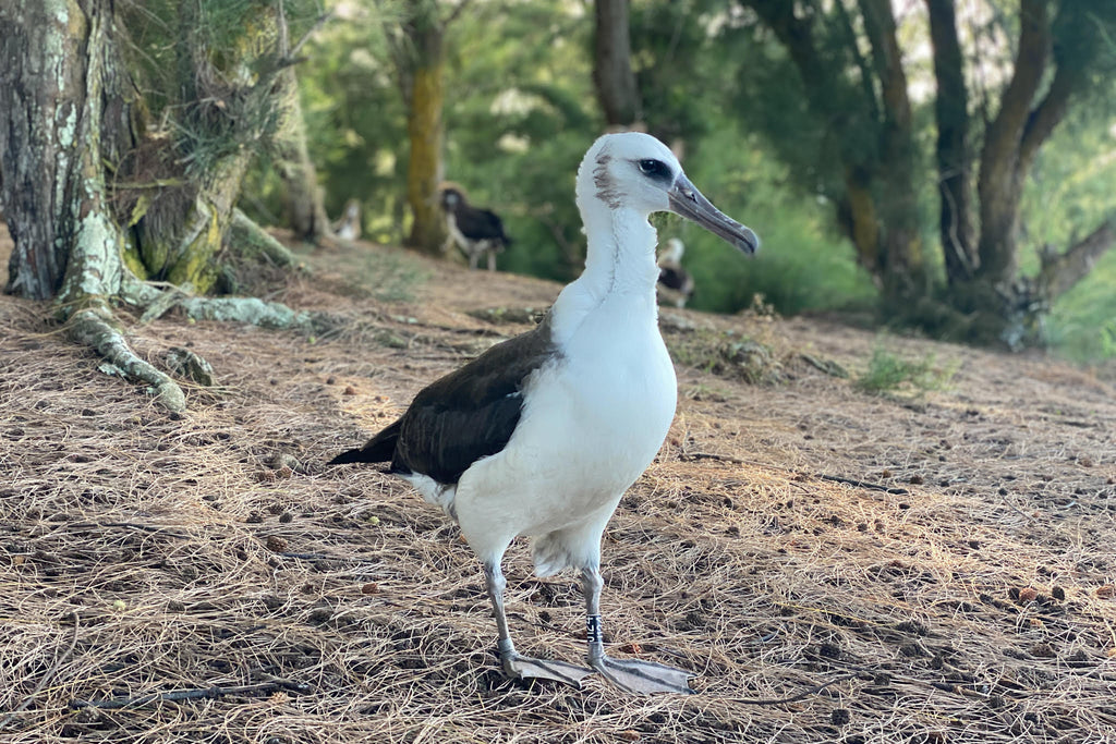 Laysan albatross chick kauai