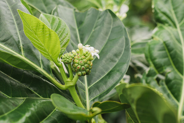 noni flowers are unique that it produces first a fruit than the flowers