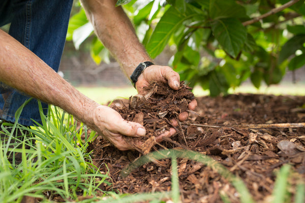 organic mulch noni farm superfood