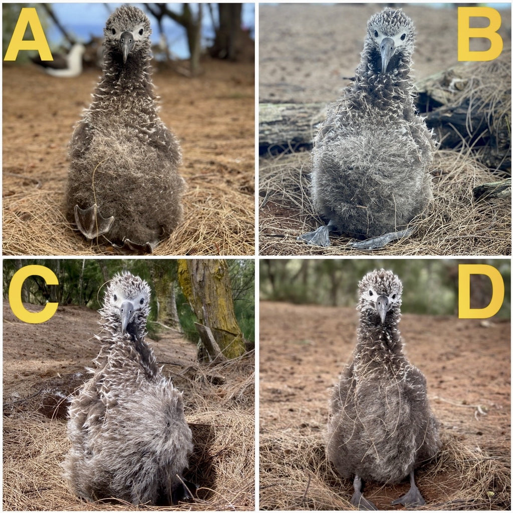 laysan albatross chicks