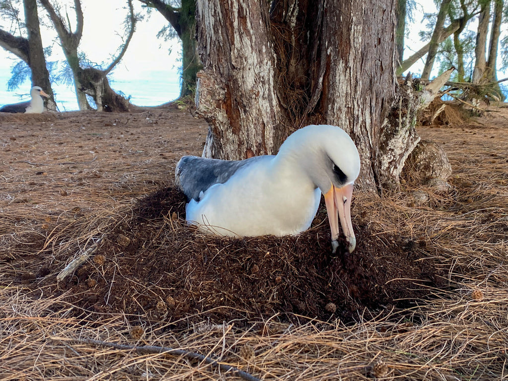 Laysan albatross building her nest on the ground