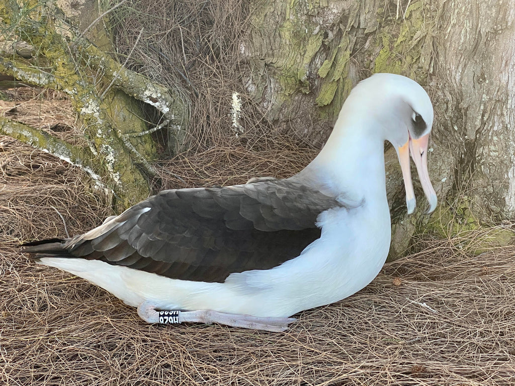 laysan albatross