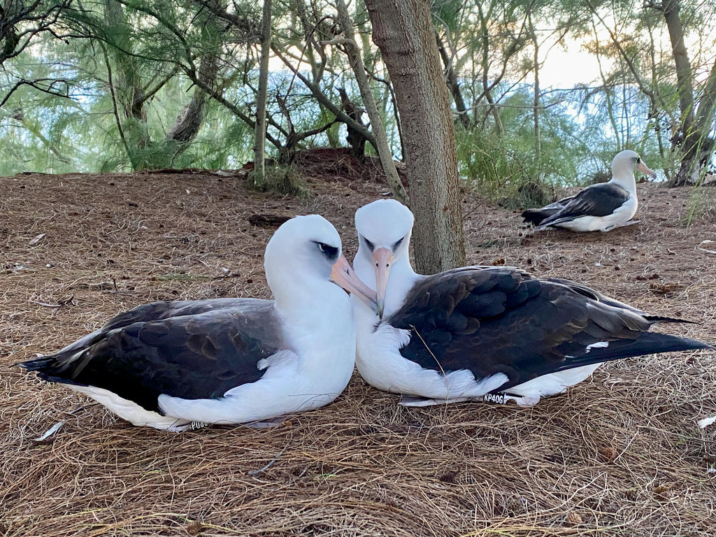 laysan albatross pair snuggled