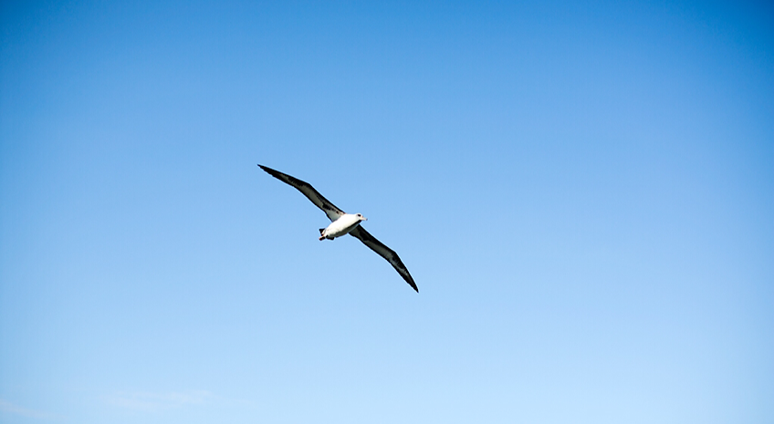 Laysan albatross soaring in the sky