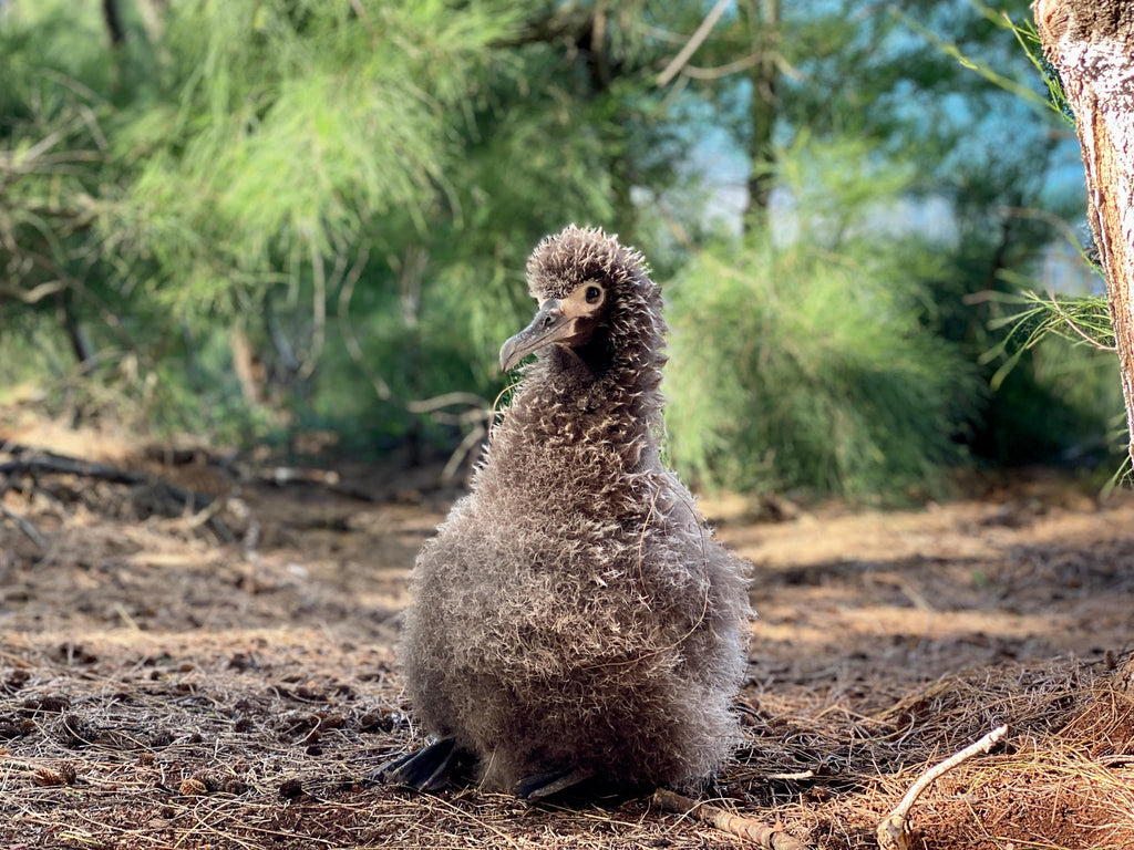 albatross chick noni farm superstar