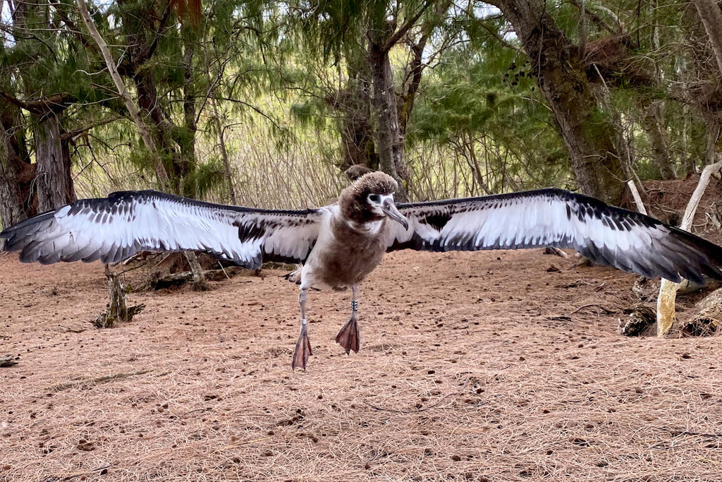 albatross chick flying