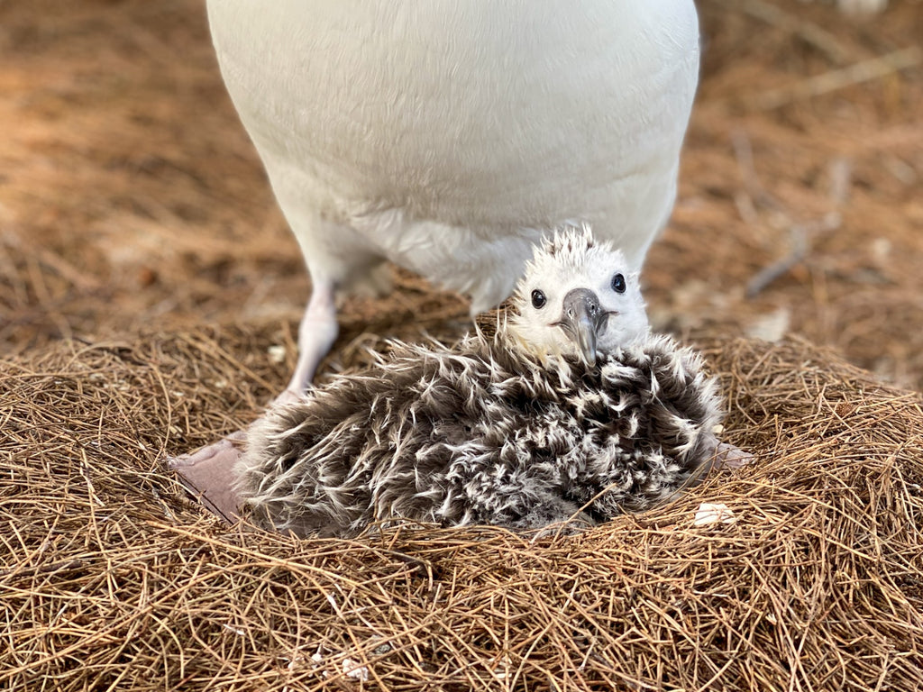 laysan albatross chick resting on parents feet kauai