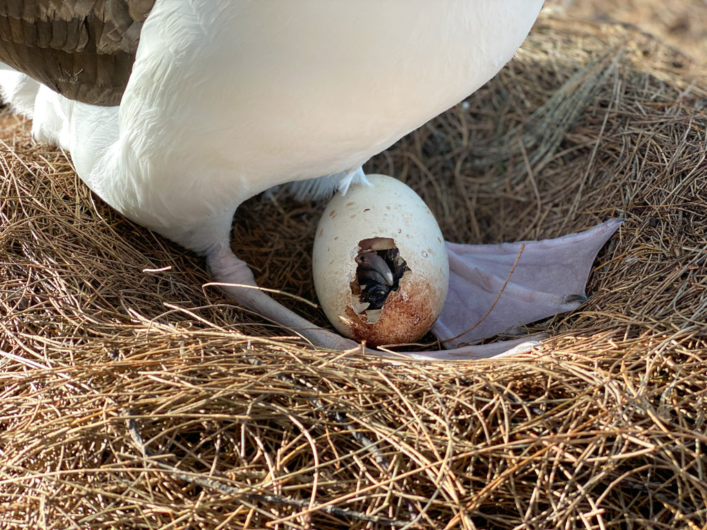 laysan albatross chick egg pip kauai