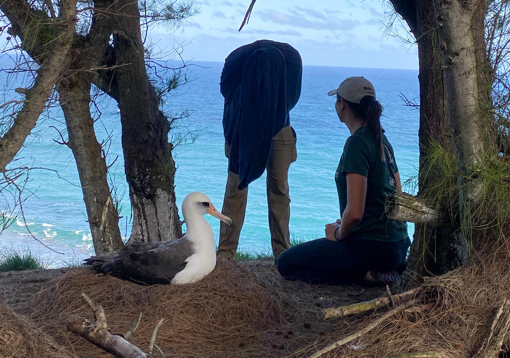 albatross egg candling