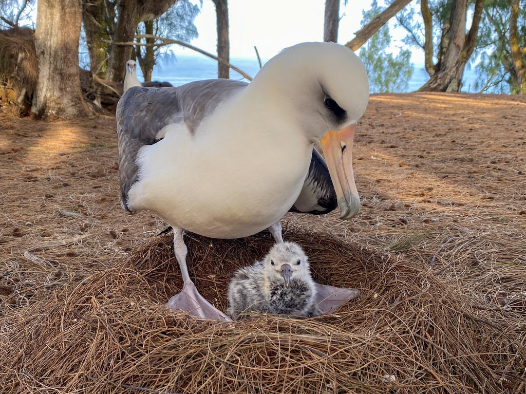 laysan albatross baby chick kauai