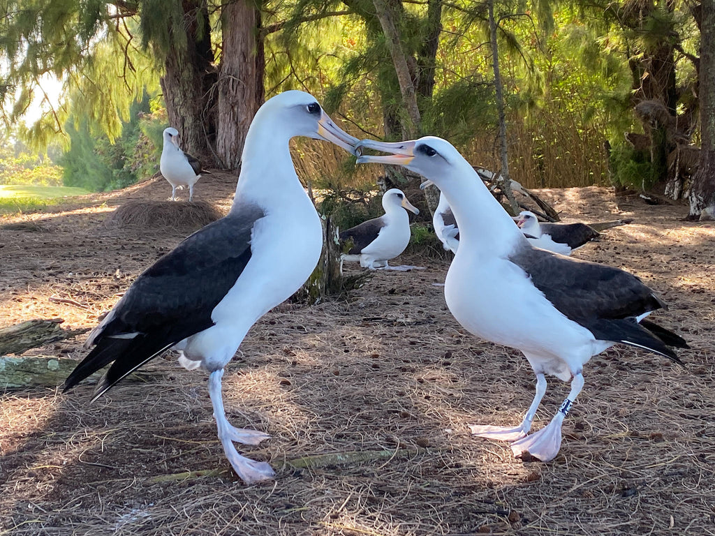 laysan albatross courtship dance kauai