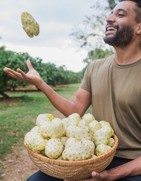 morinda citrifolia noni superfood used by polynesian cultures that is abundant in antioxidants, vitamins and phytonutrients. 