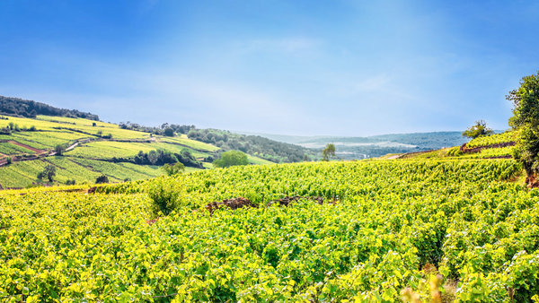 Burgundy Healthy Vineyards