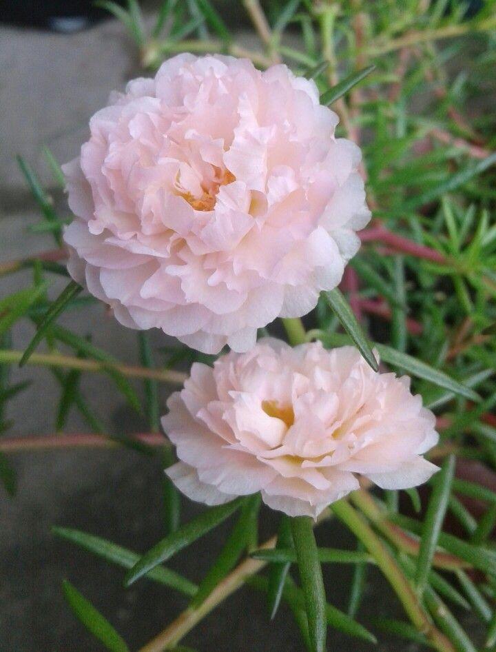 Sementes de Onze-horas Dobrada Sortida, Beldroega de Flor Grande, Port –  Plante Amor Org