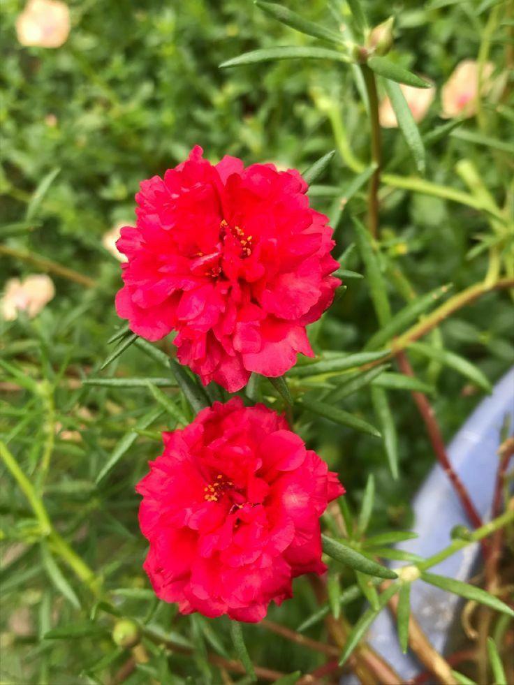 Sementes de Onze-horas Dobrada Sortida, Beldroega de Flor Grande, Port –  Plante Amor Org