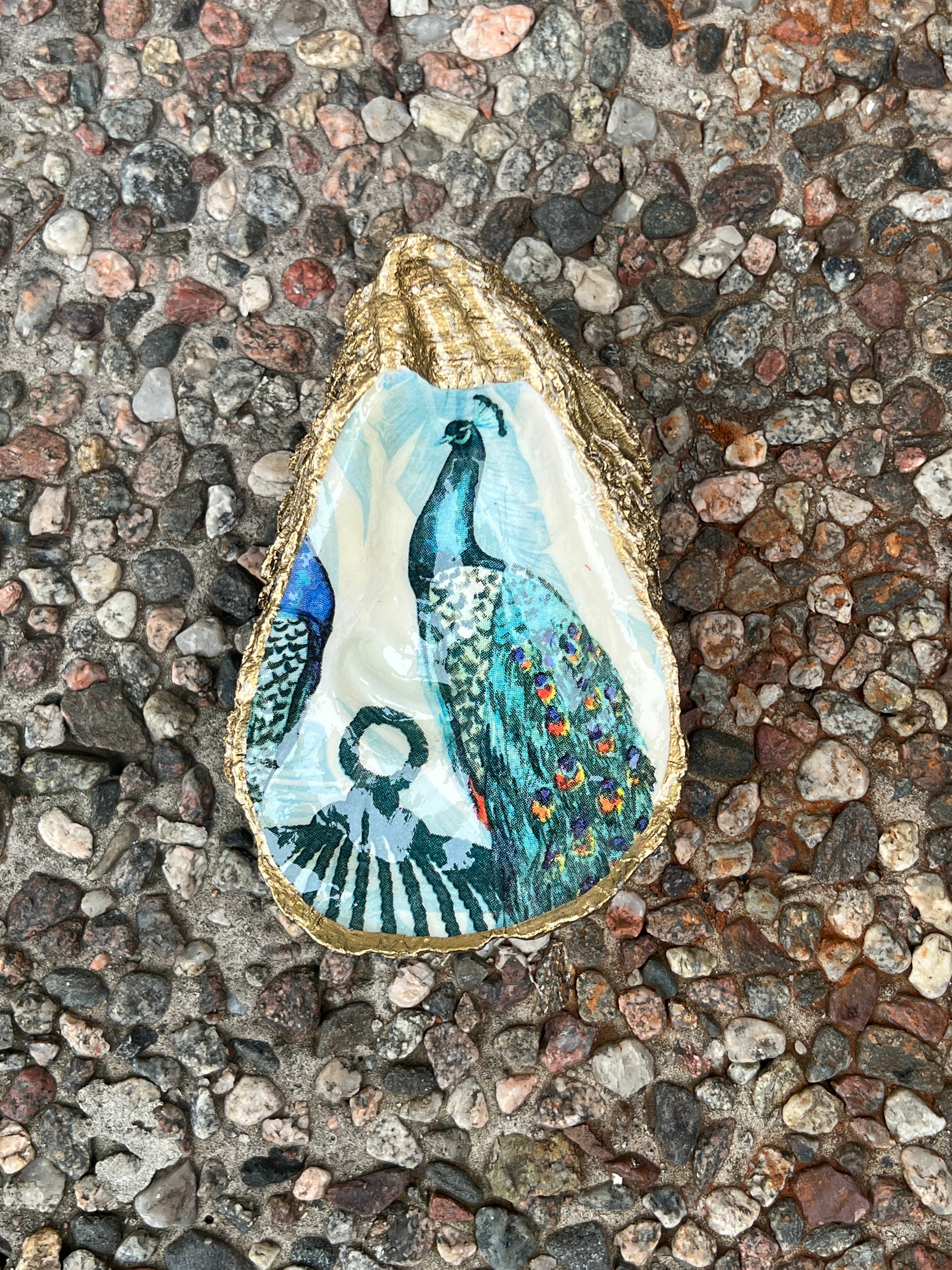 Image of Oyster peacocks