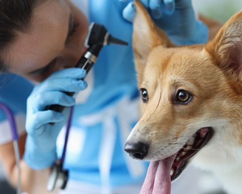 Vet looking into a dog's ear