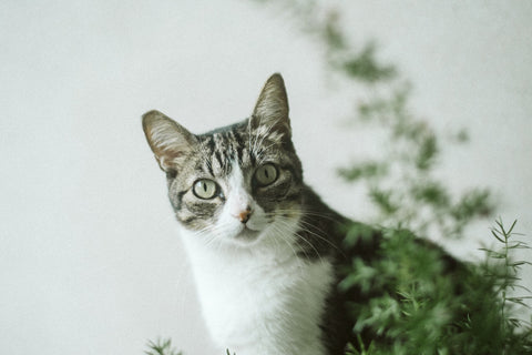 Cat and a plant