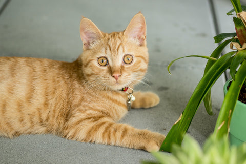 Cat near a house plant