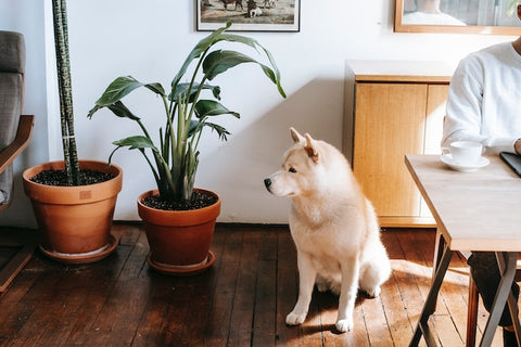 Dog near a house plant