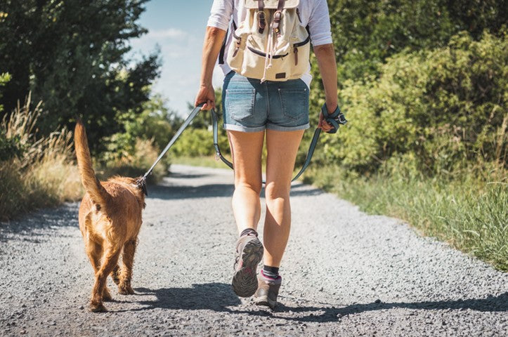 Dog Walking on a Path