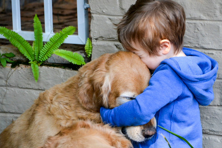 Little boy hugging and showing affection and love for his best friend, a cuddly golden retriever.